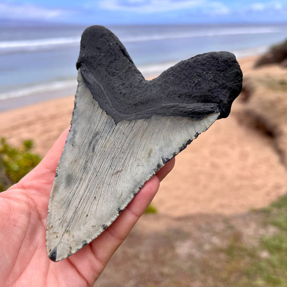 5.75" Megalodon Tooth - MEG15