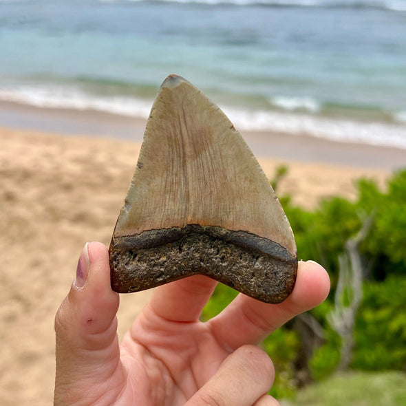 3 3/8” Extra Cute Megalodon Tooth- MEG30