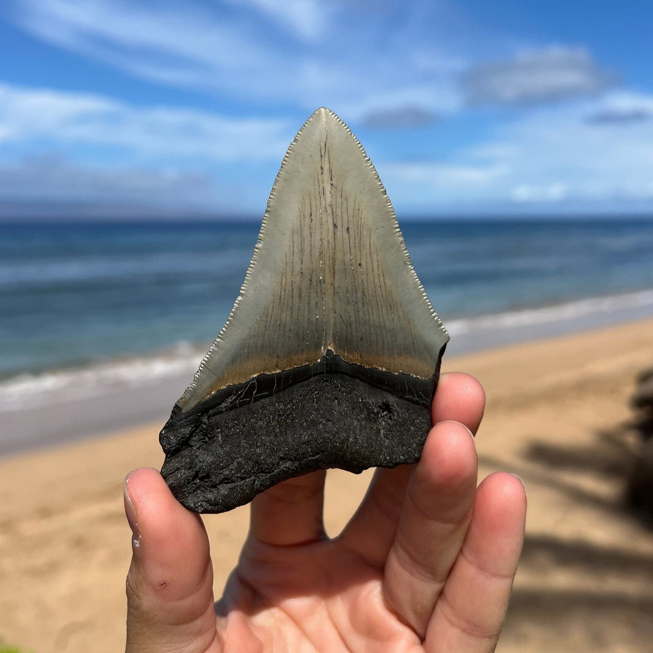 3 5/8” Partial Megalodon Tooth- Meg66