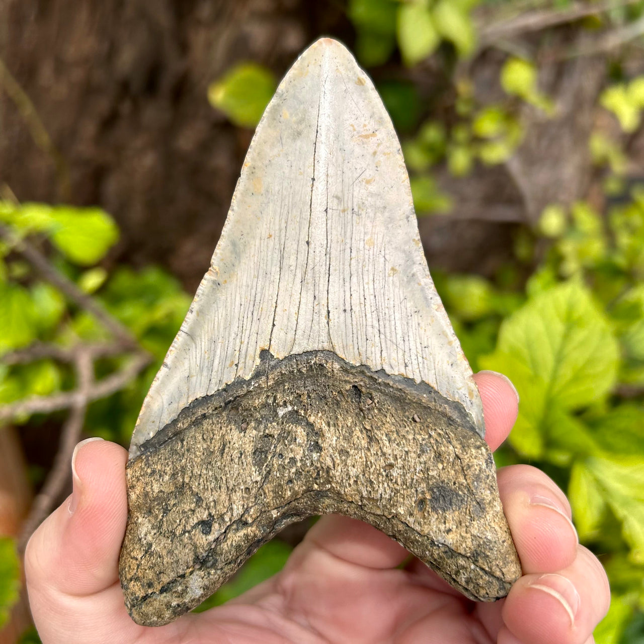 4 3/8” Megalodon Fossil Tooth- Meg54
