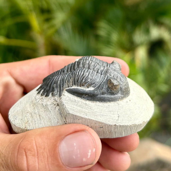 Hollardops Trilobite Fossil Detail