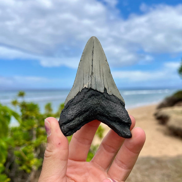 3 7/8” Megalodon Fossil Tooth- Meg54