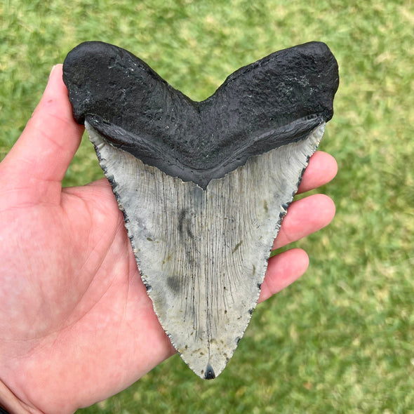 5.75" Megalodon Tooth - MEG15