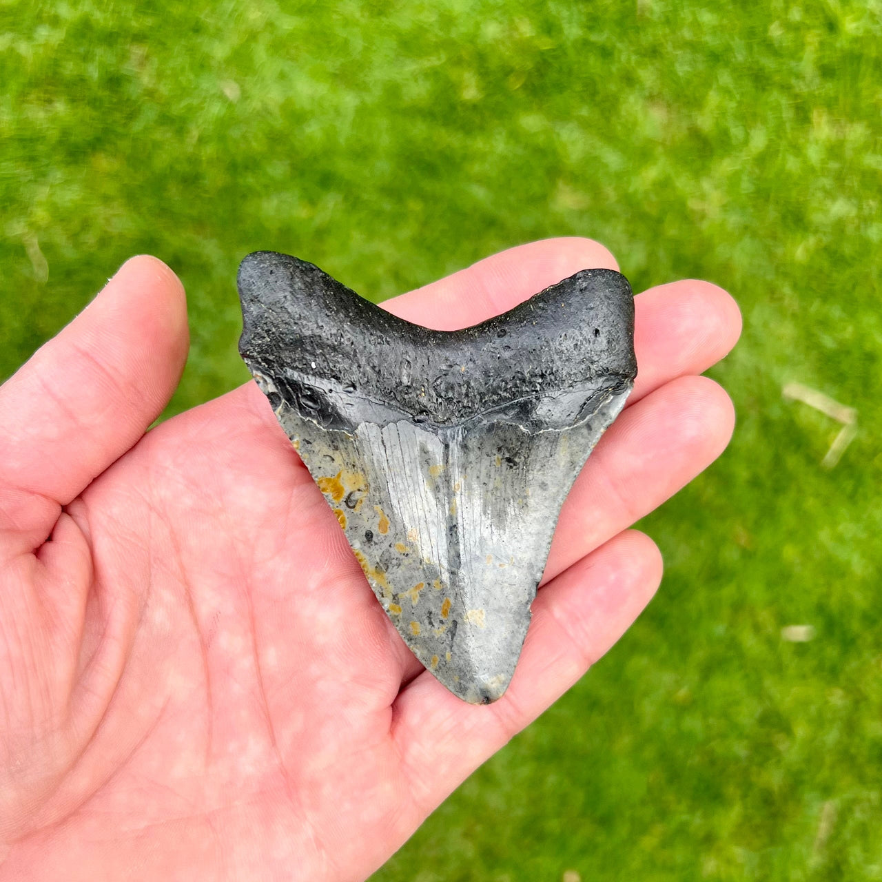 3 1/16” Megalodon Tooth- Meg83