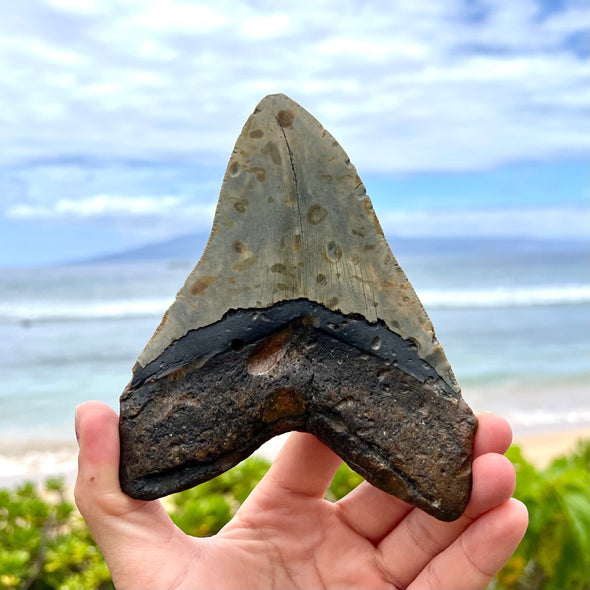 Back of 5 3/8" Megalodon Tooth Fossil