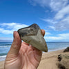 3” Megalodon Fossil Tooth- Meg58