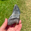 4 1/4" Partial Megalodon Tooth- Meg20