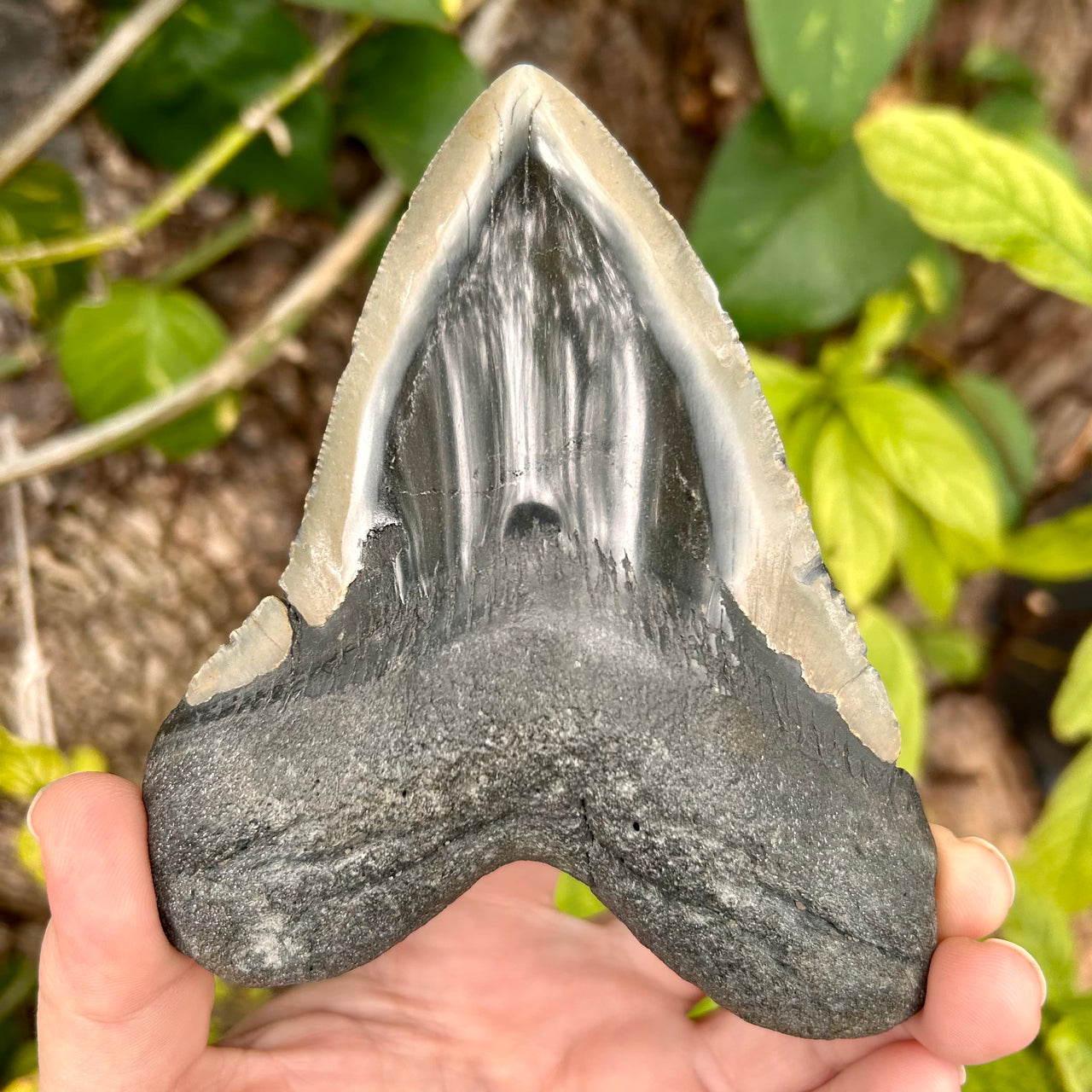 5" Polished Megalodon Tooth- Meg 74