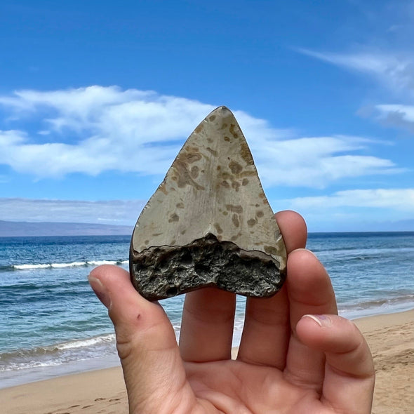 3” Megalodon Fossil Tooth- Meg58