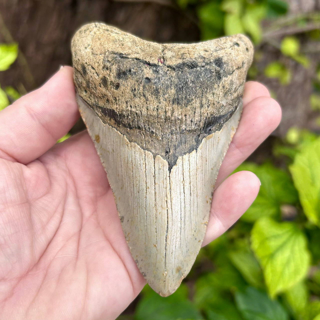 4 3/8” Megalodon Fossil Tooth- Meg54