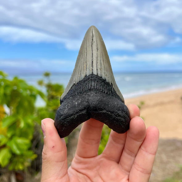 3 7/8” Megalodon Fossil Tooth- Meg54