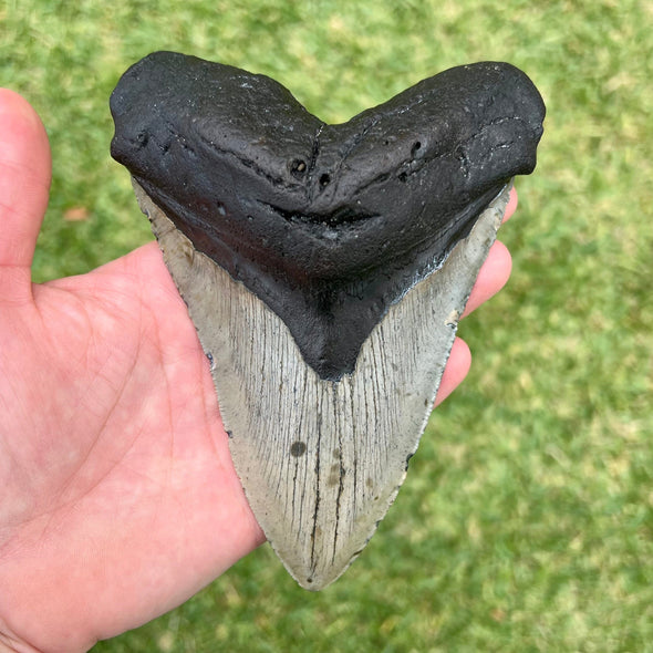 5.75" Megalodon Tooth - MEG15