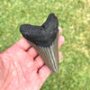 3 7/8” Megalodon Fossil Tooth- Meg54