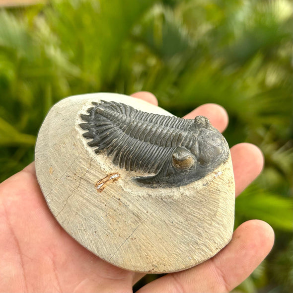 Side of Hollardops Trilobite Fossil