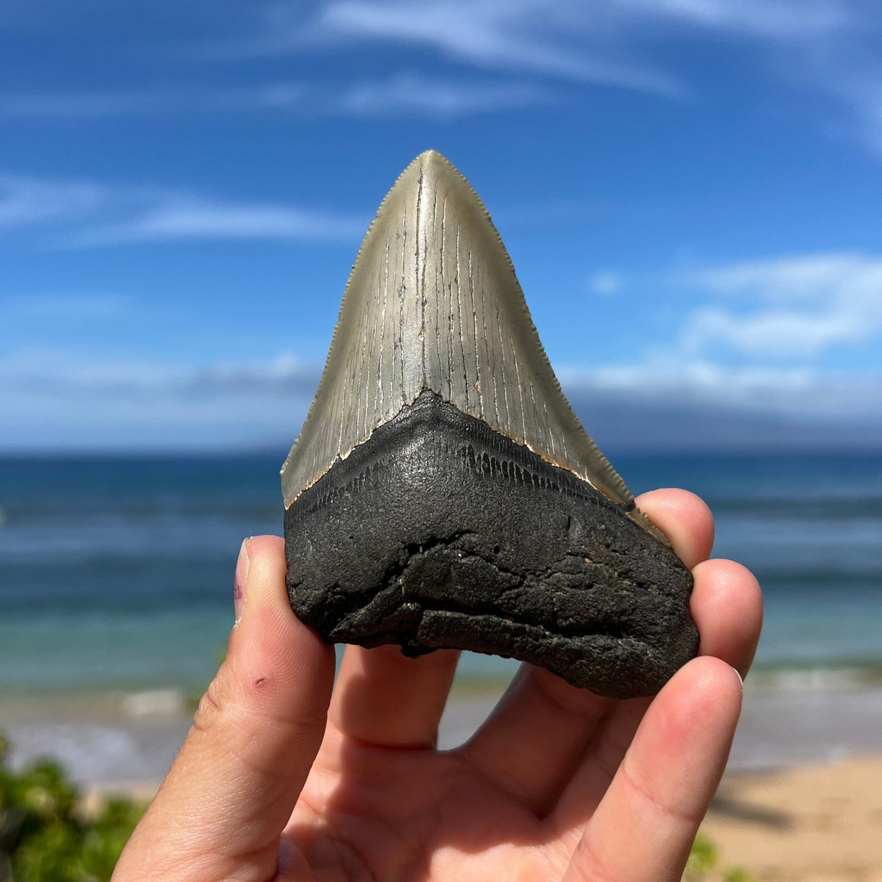 3 5/8” Partial Megalodon Tooth- Meg66