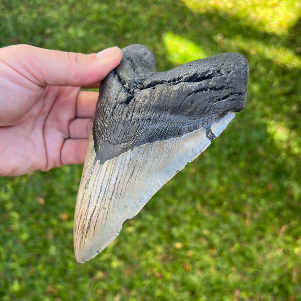 6" Megalodon Tooth- MEG03