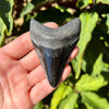 3 1/8” Polished Megalodon Tooth- Meg09