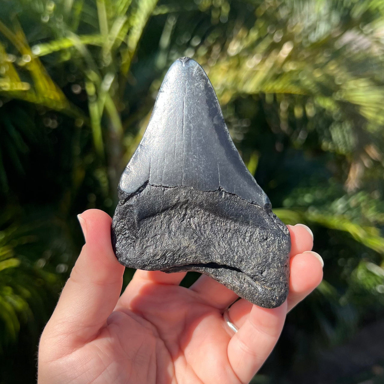 4 1/8” Partial Megalodon Tooth- Meg25