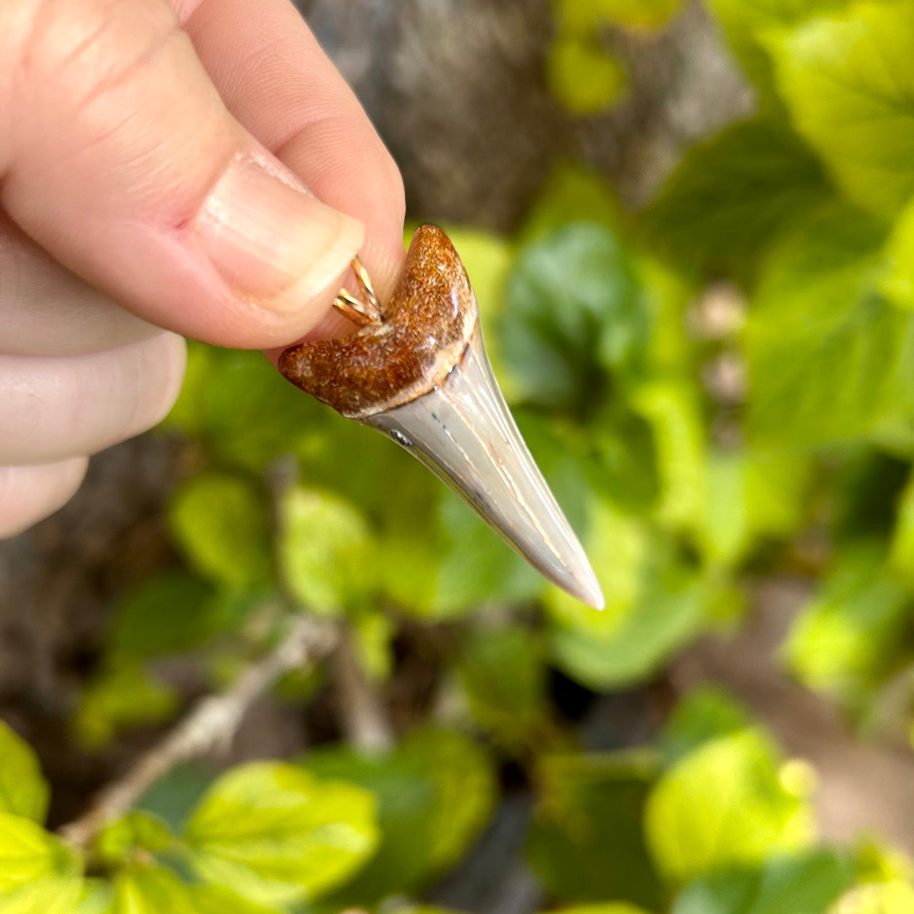 1 1/2" Fossil Mako Tooth Pendant- STFP43