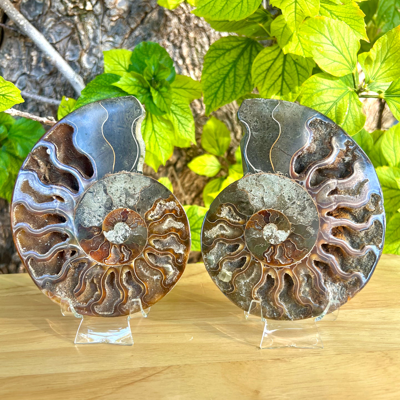 5 1/2” Ammonite Fossil Split Pair
