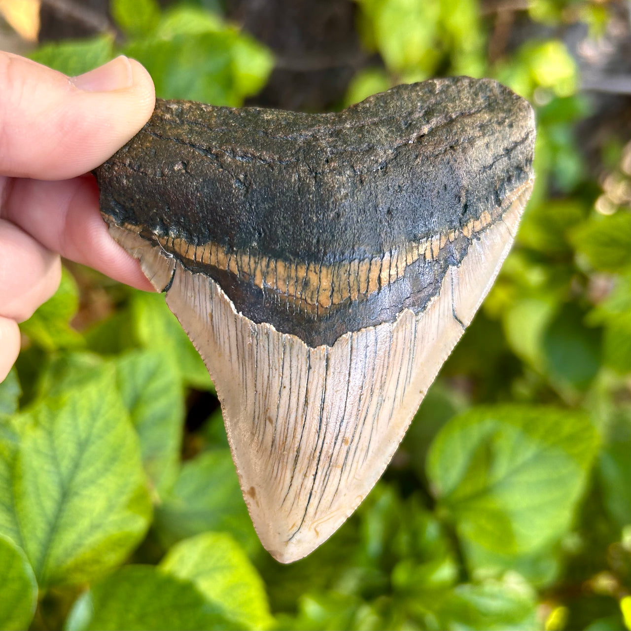 3 1/2" Megalodon Tooth- Meg18