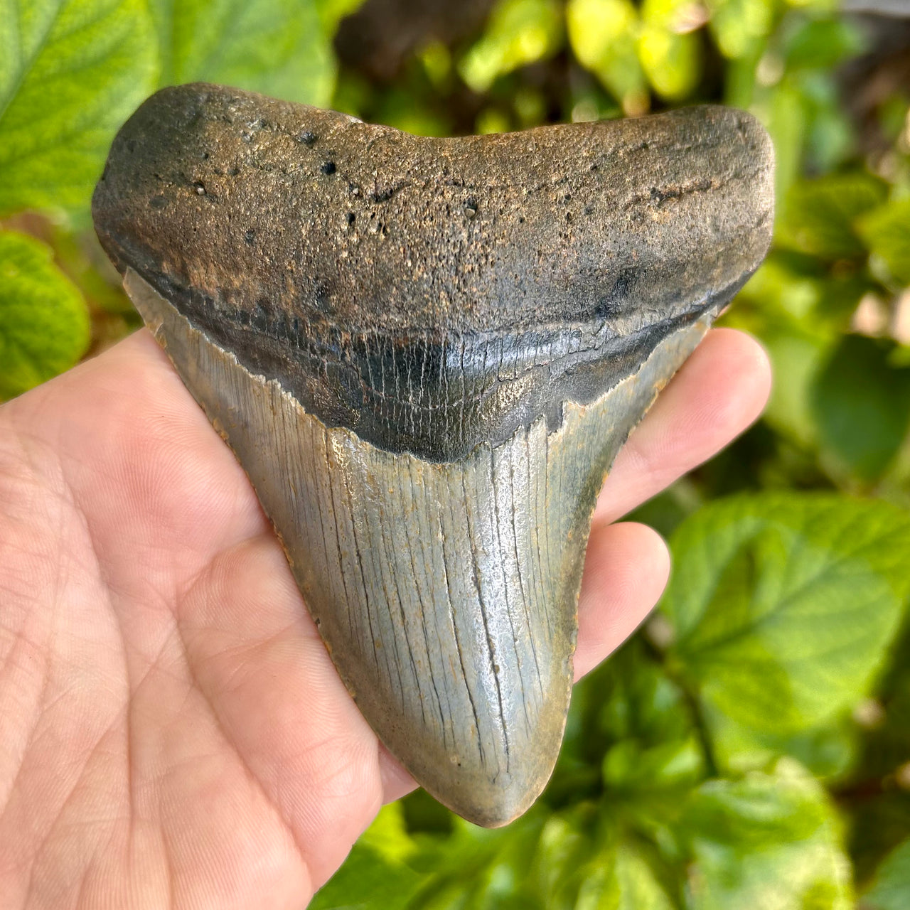 4 1/4" Megalodon Tooth- Meg78