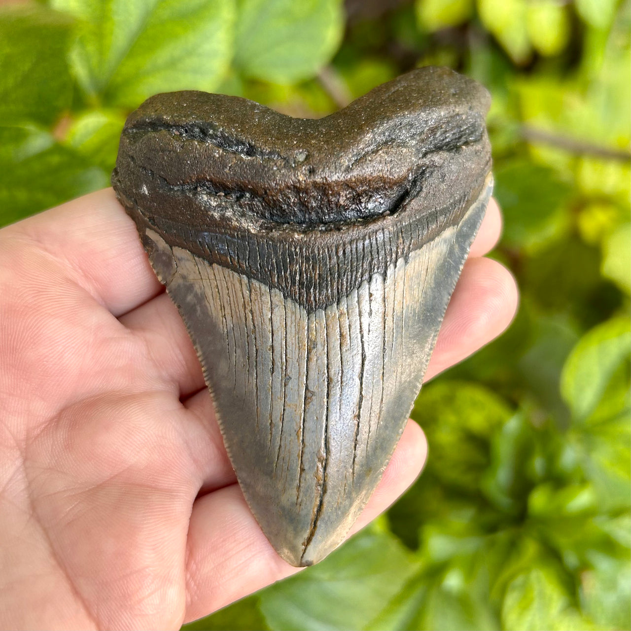 3 5/8” Megalodon Fossil Tooth- Meg54