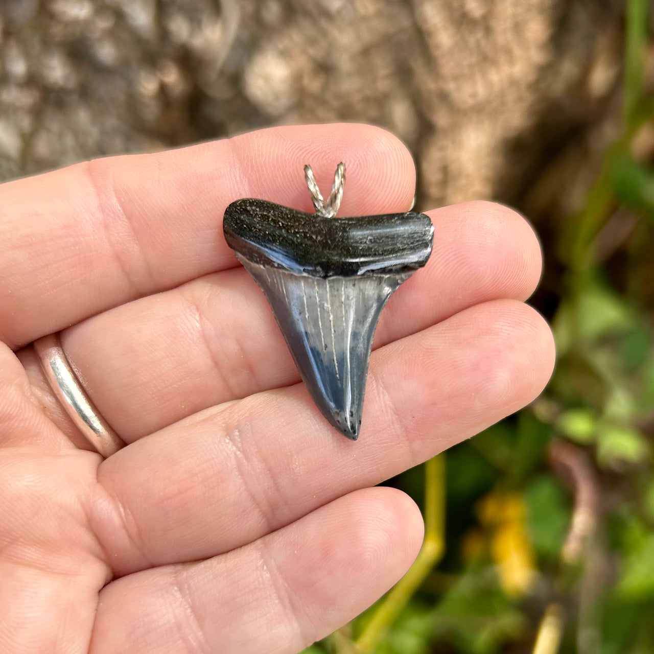 1 5/16” Fossil Mako Pendant- STFP45