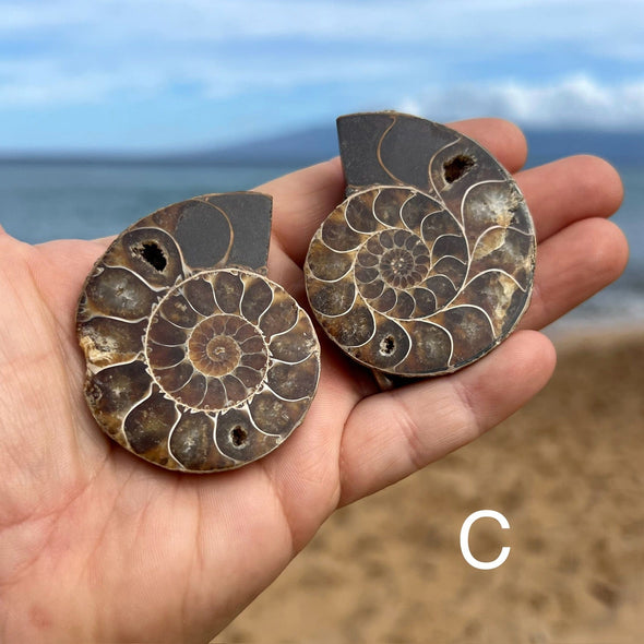 Small Ammonite Fossil Split Pairs