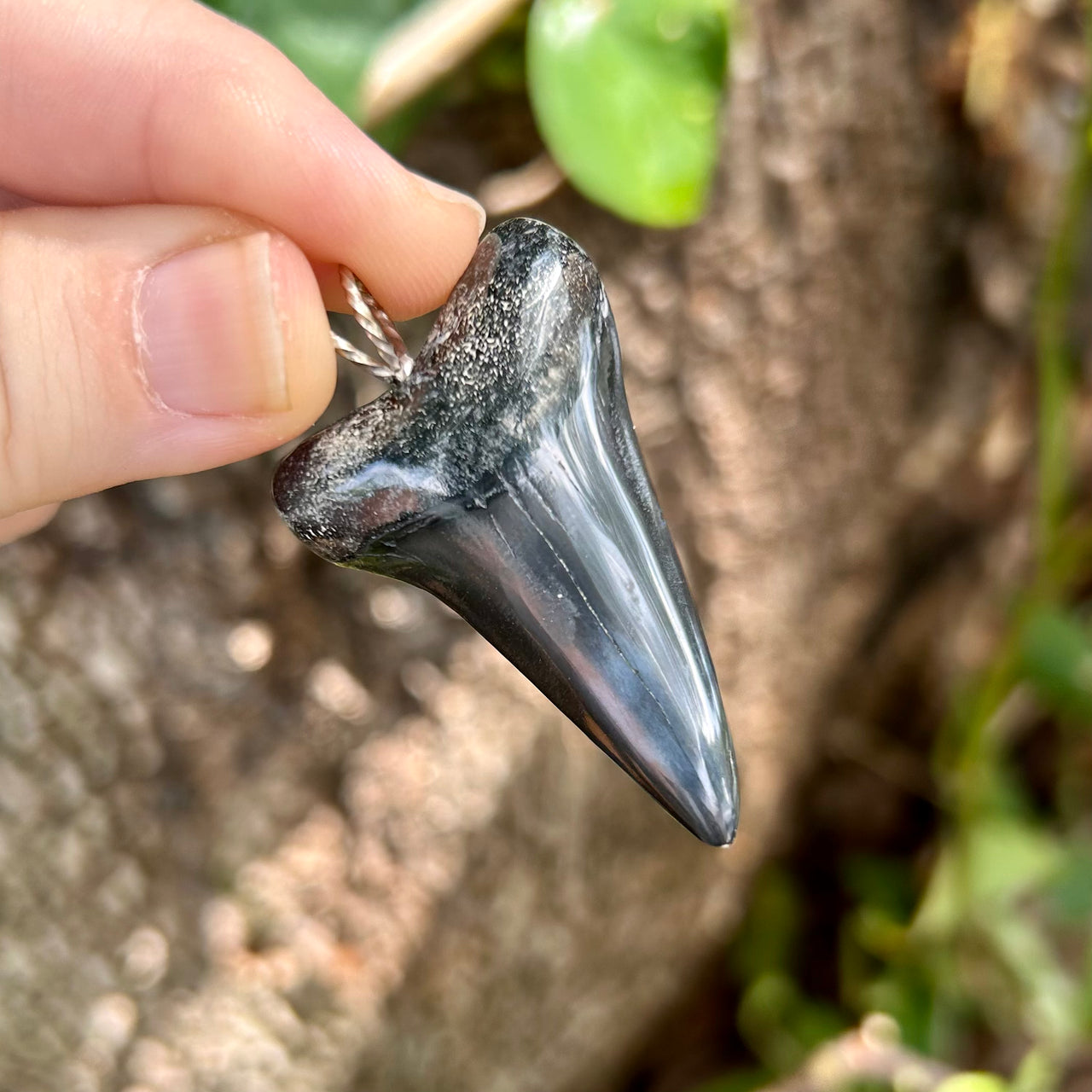 Sleek Fossil Mako Tooth Pendant- STFP19