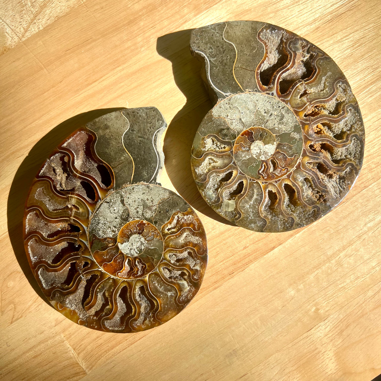 5 1/2” Ammonite Fossil Split Pair