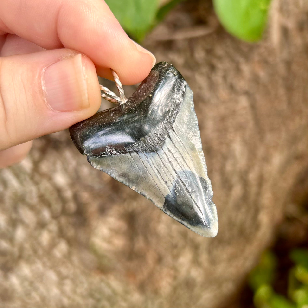 1 3/4" Megalodon Pendant - STFP53