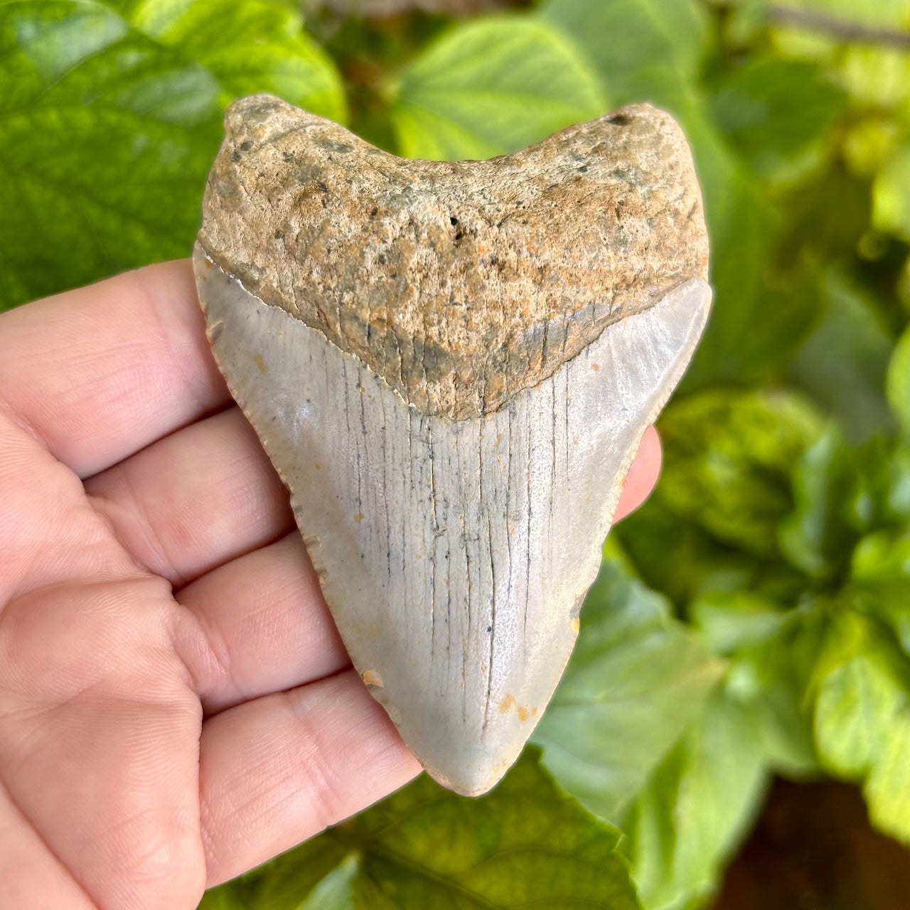3 3/8” Extra Cute Megalodon Tooth- MEG30