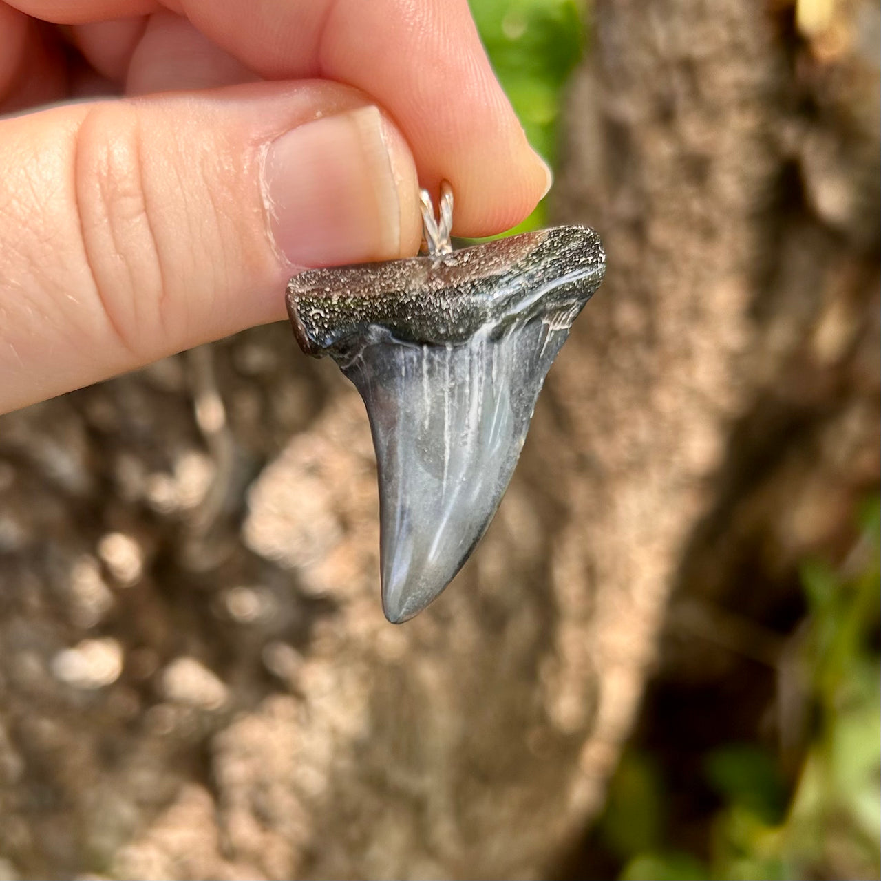 1 1/2” Fossil Mako Pendant- STFP47