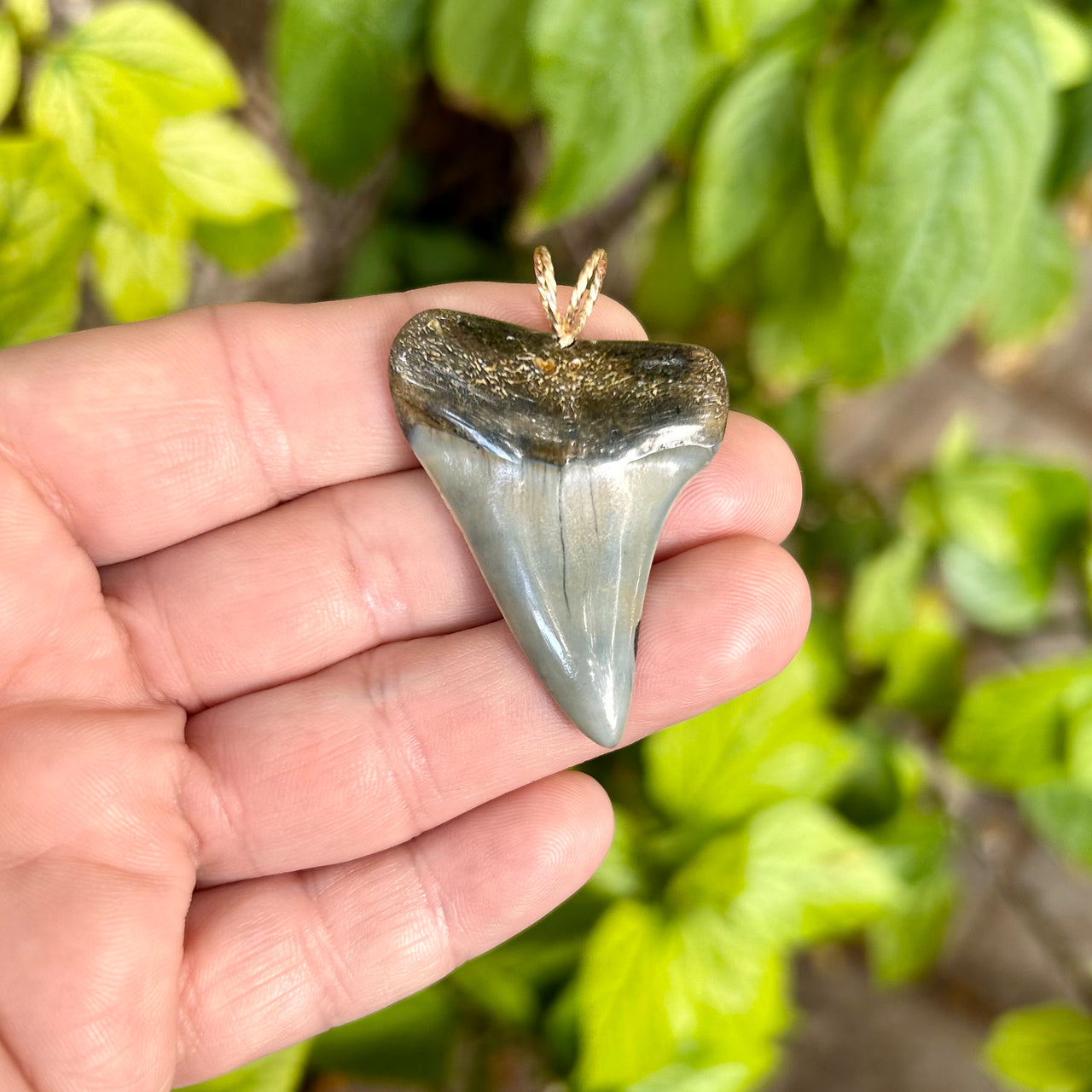 Fossil Mako Tooth Pendant- STFP29
