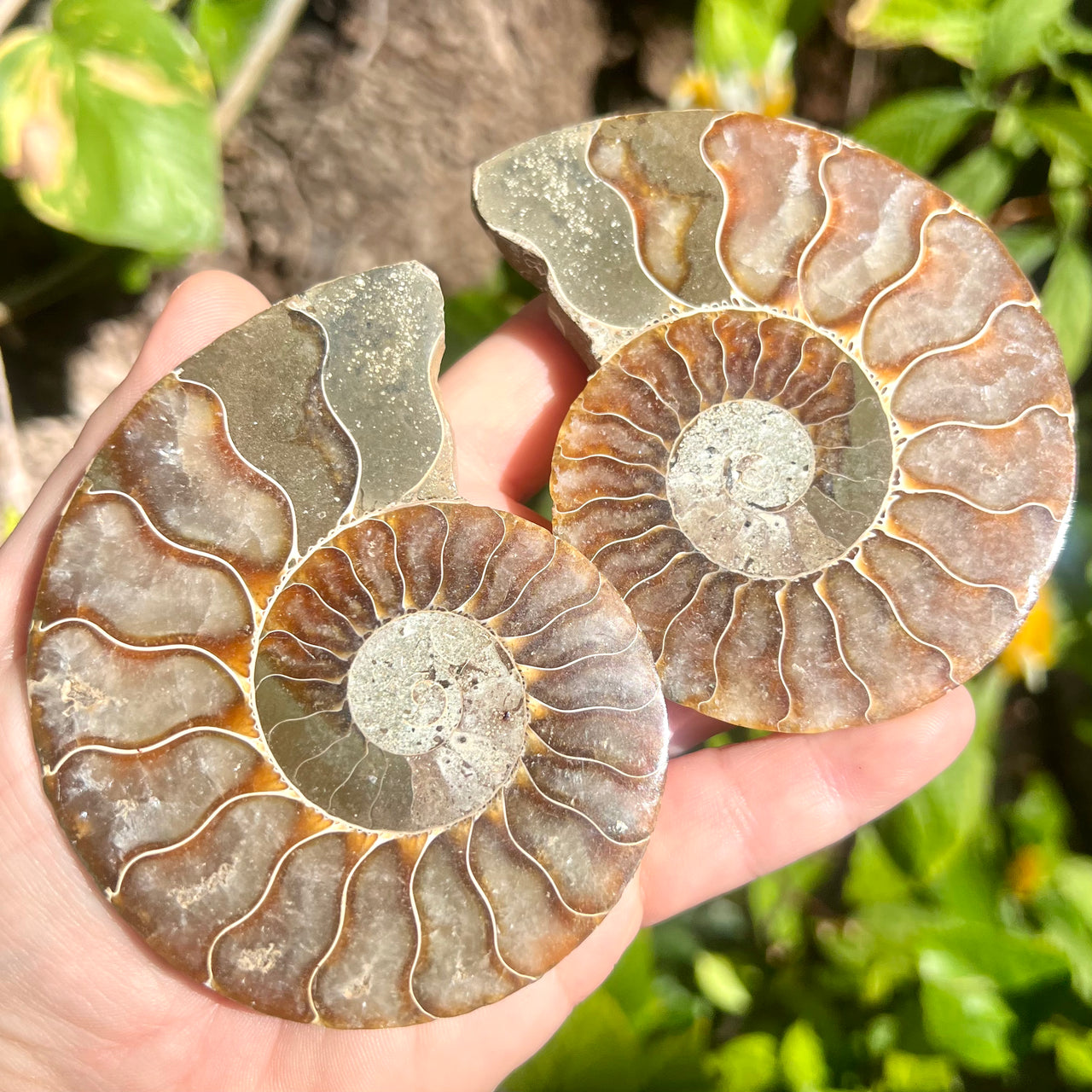 3 1/2” Ammonite Fossil Split Pair