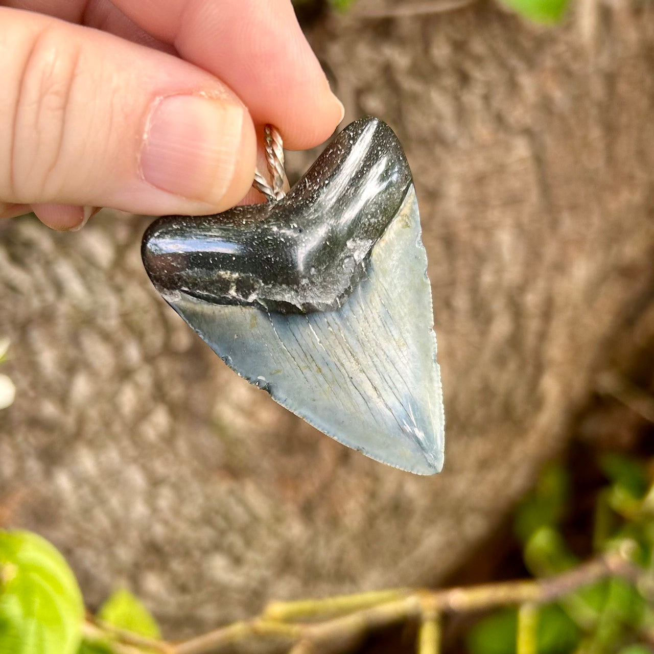 1 7/8“ Megalodon Pendant- STFP06