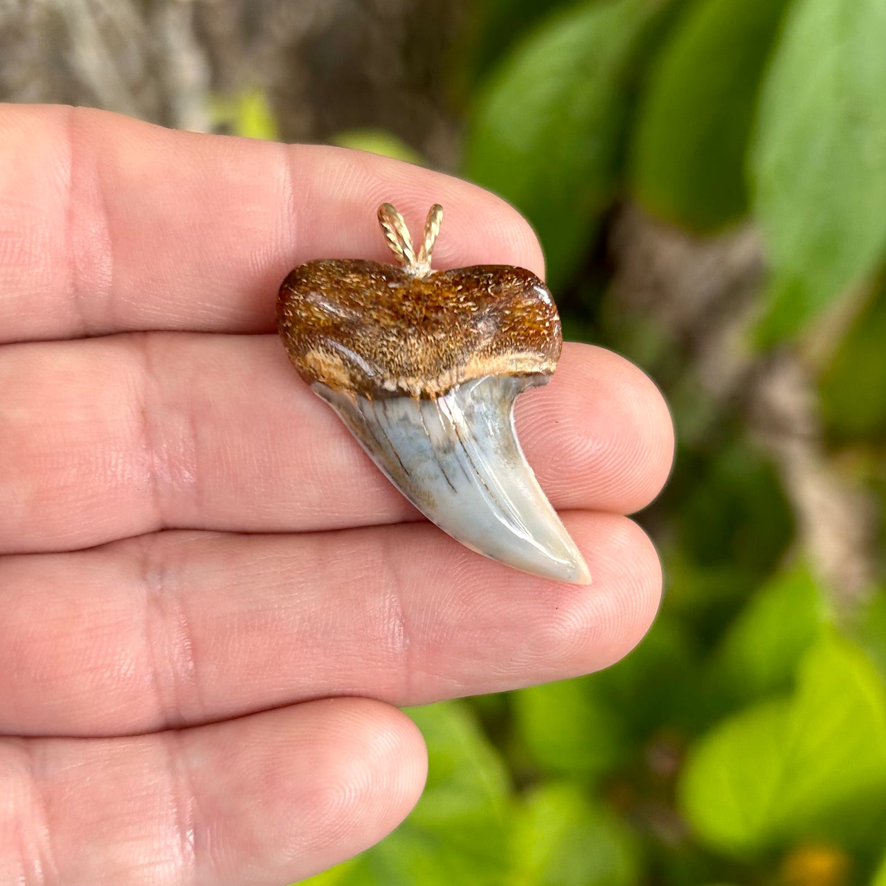 Shapely Fossil Mako Tooth Pendant- STFP22