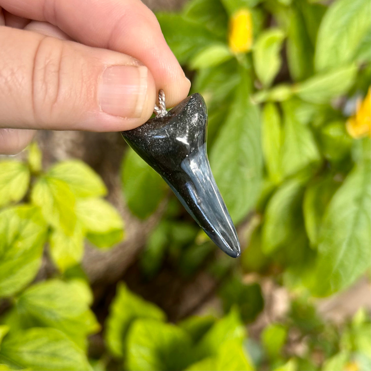 1 1/2” Fossil Mako Pendant- STFP47