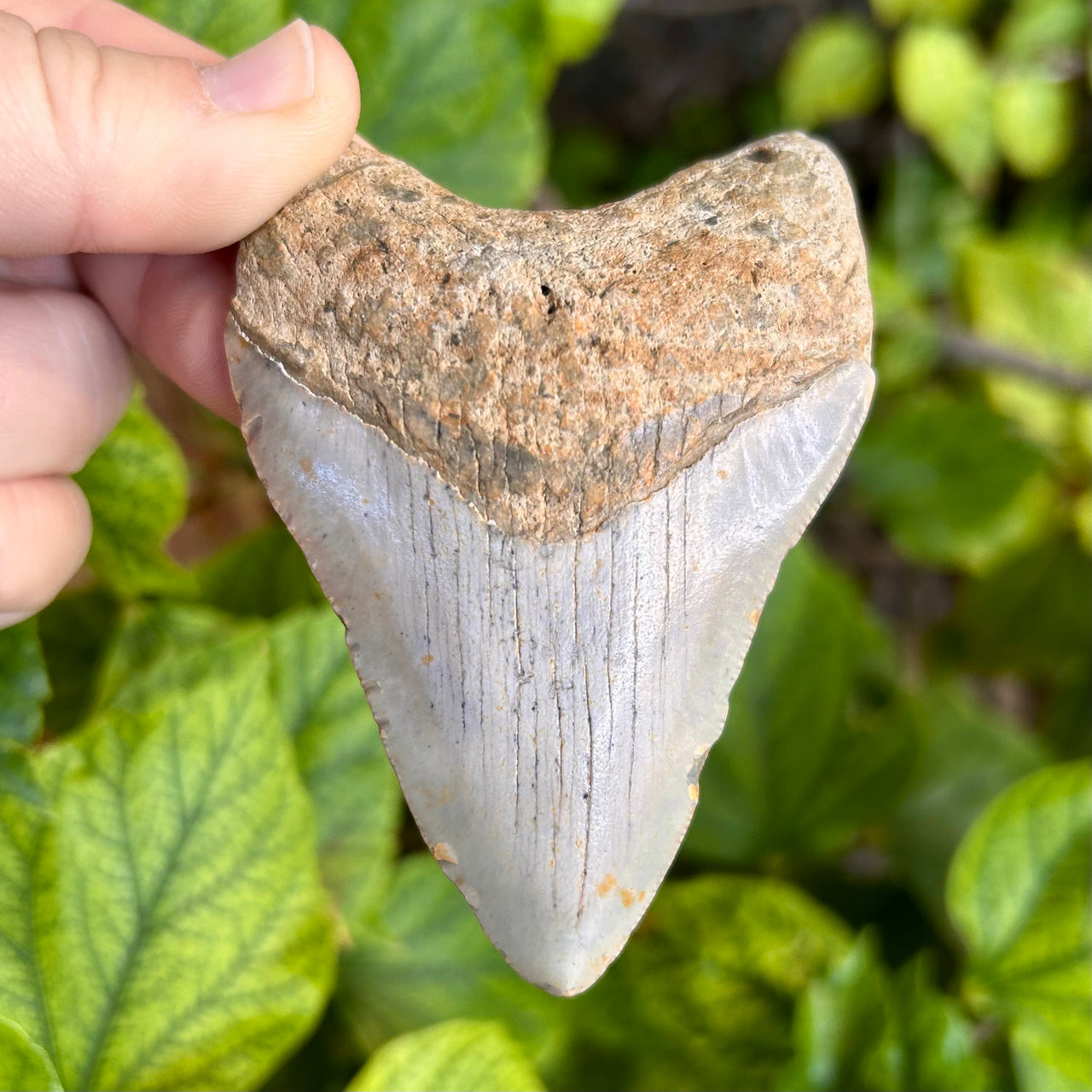 3 3/8” Extra Cute Megalodon Tooth- MEG30