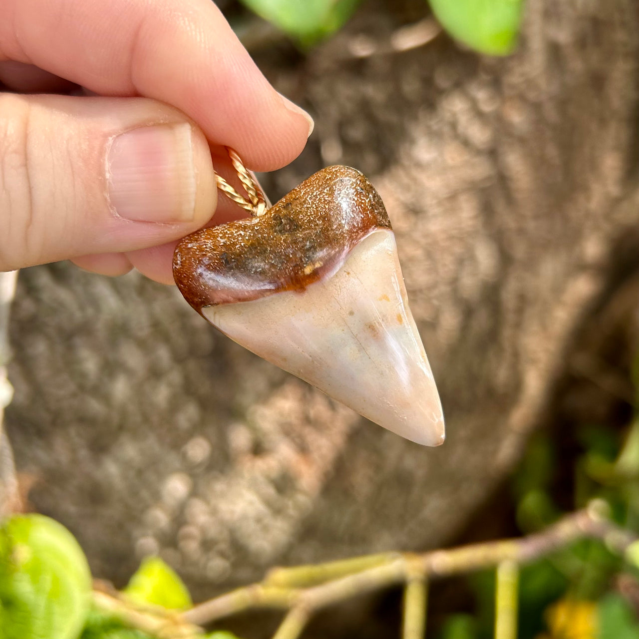 Fossil Mako Tooth Pendant- STFP29