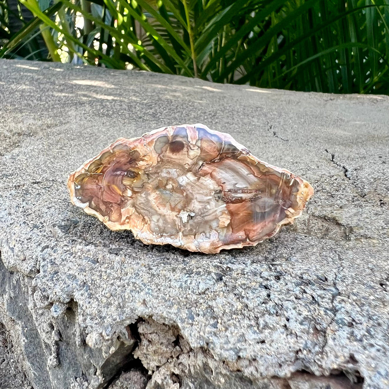 Polished Petrified Wood Slice- Small