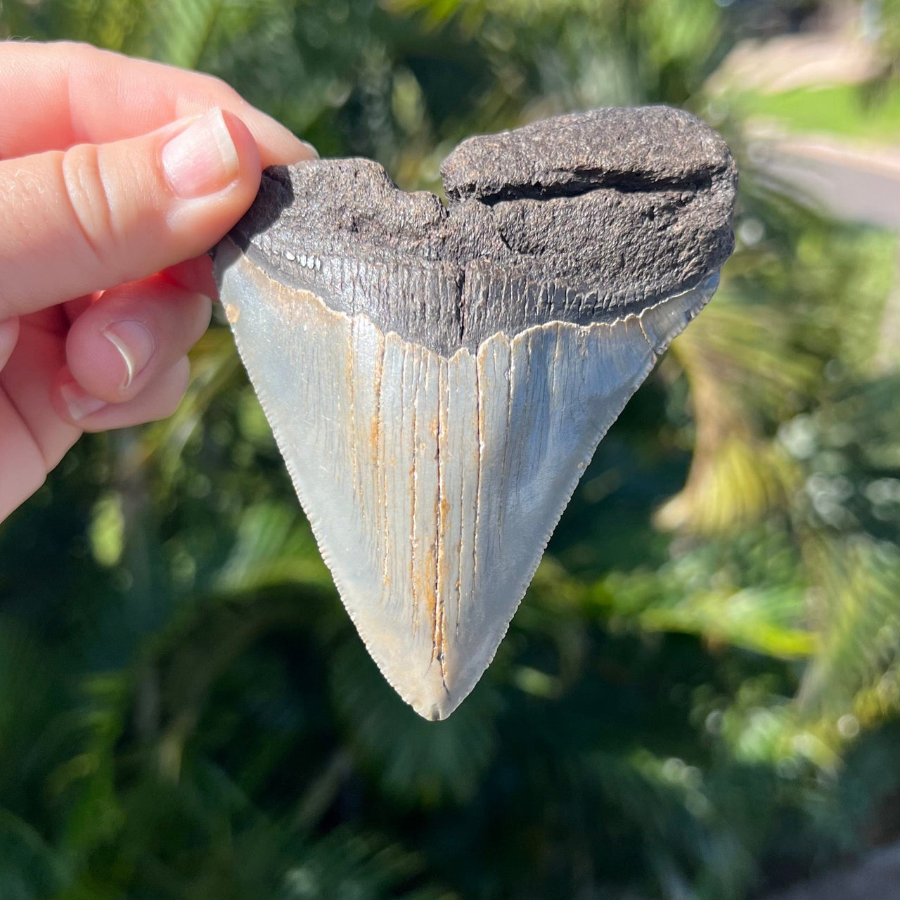 4 1/8" Partial Megalodon Tooth- MEG60