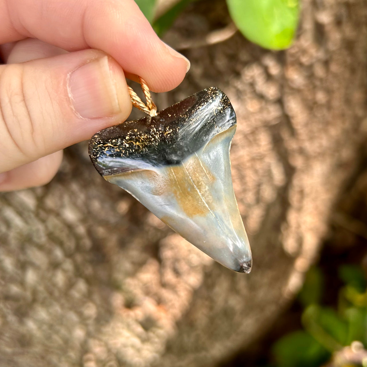 1 3/4" Fossil Mako Tooth Pendant - STFP52