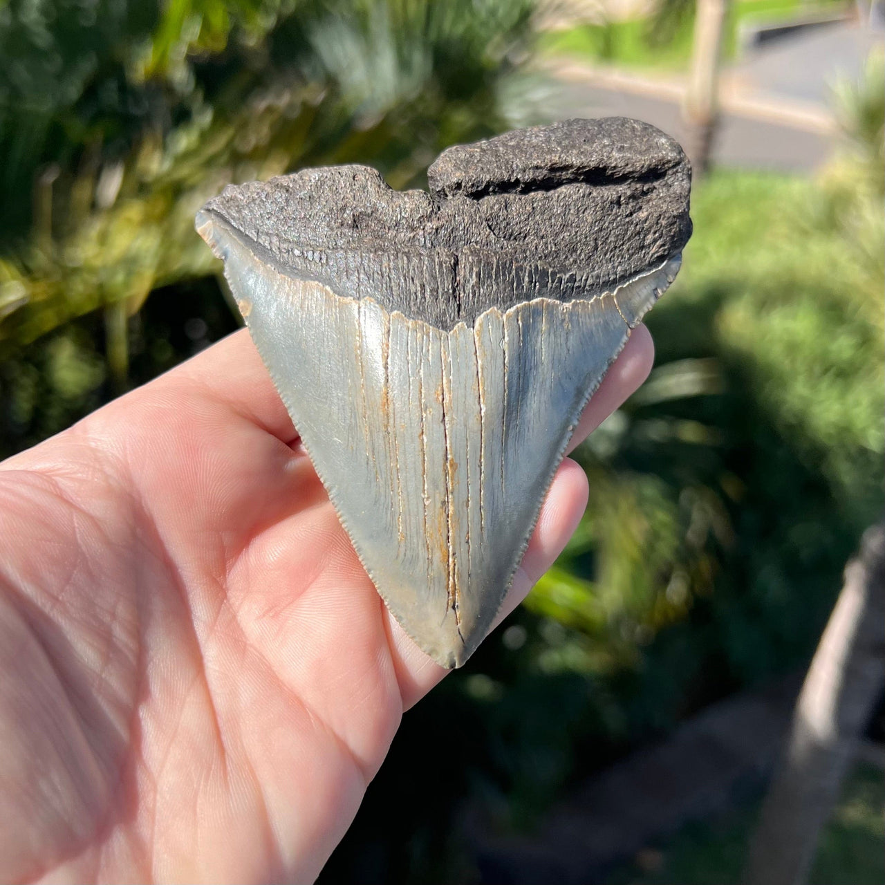 4 1/8" Partial Megalodon Tooth- MEG60