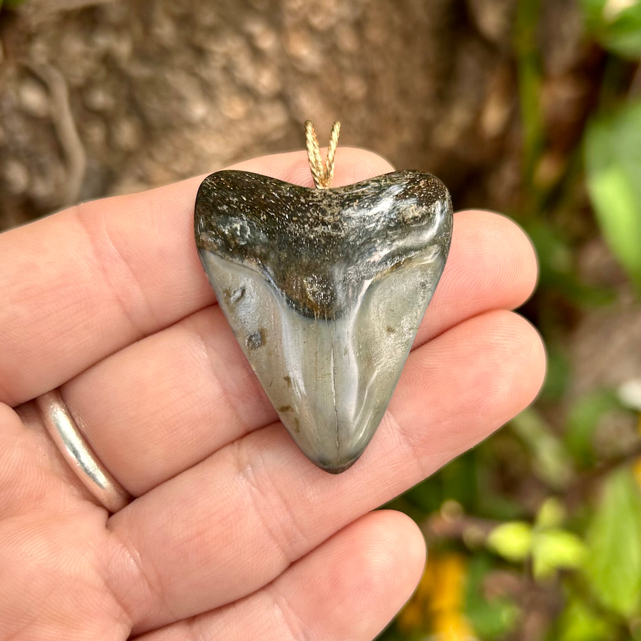 1 9/16” Megalodon Tooth Pendant- STFP50