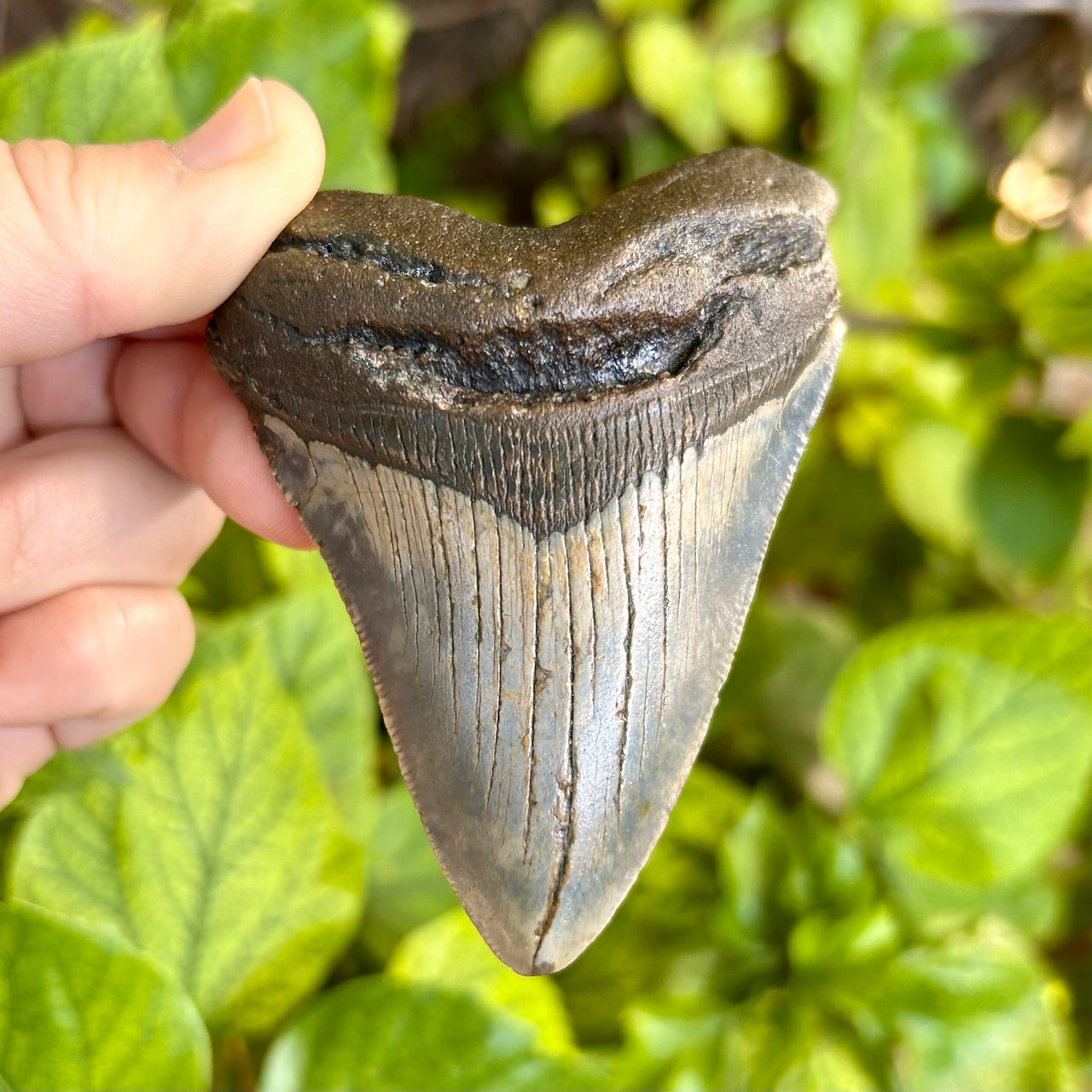 3 5/8” Megalodon Fossil Tooth- Meg54