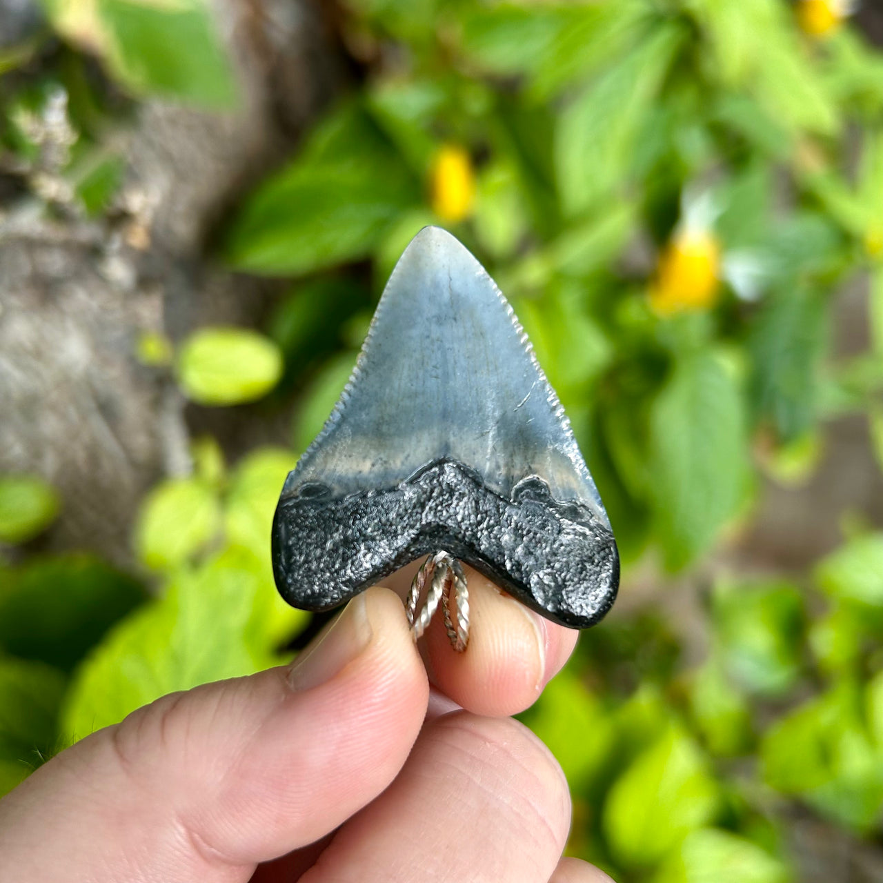 1 7/8” Megalodon Tooth Pendant- STFP49