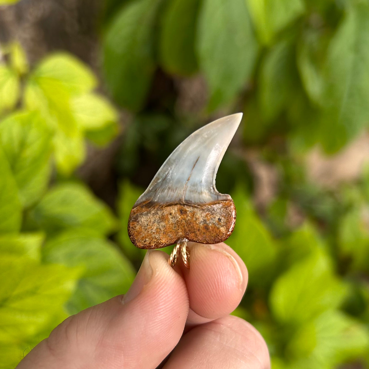 Shapely Fossil Mako Tooth Pendant- STFP22