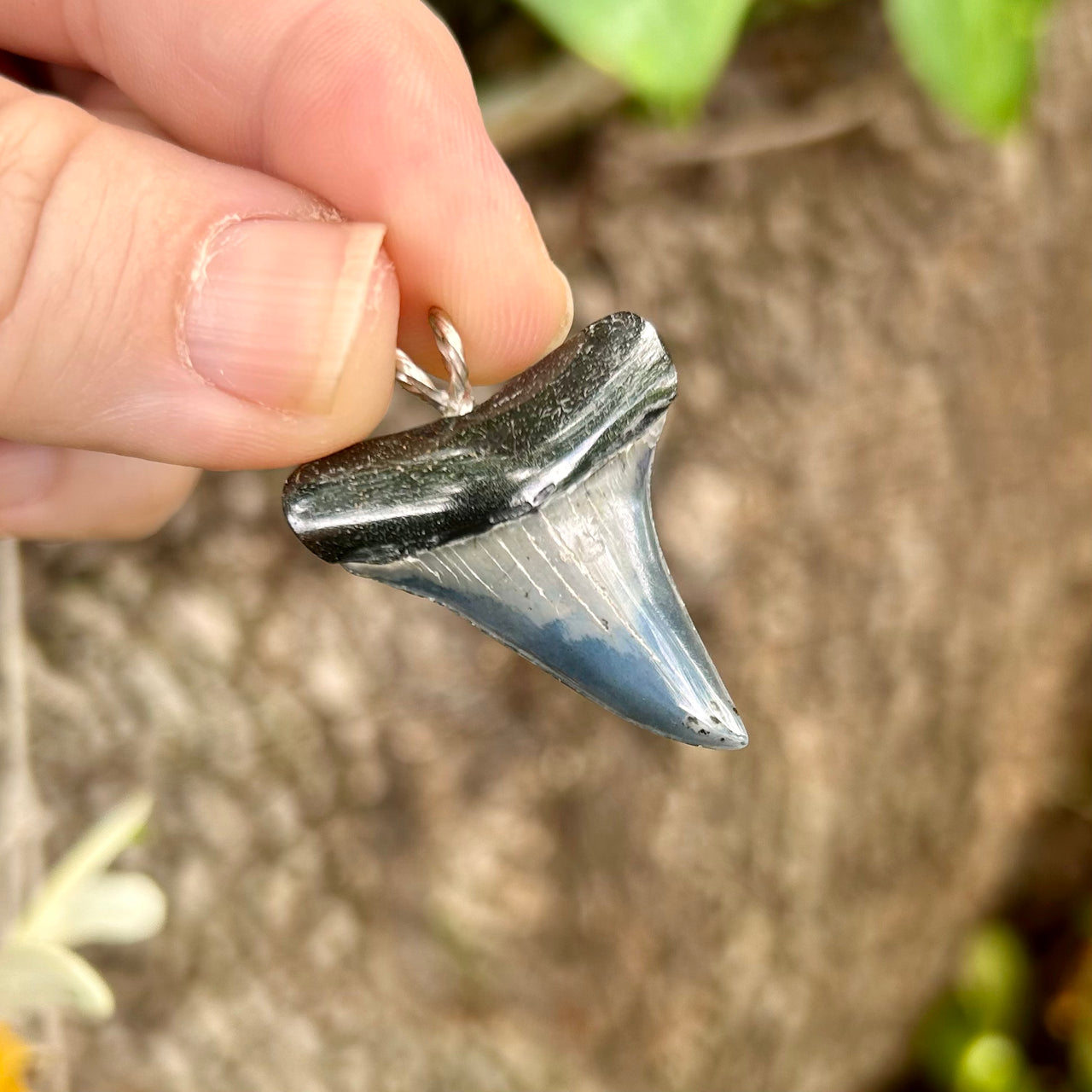 1 5/16” Fossil Mako Pendant- STFP45